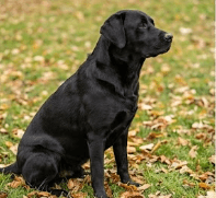 Anna , właścicielka Labradora